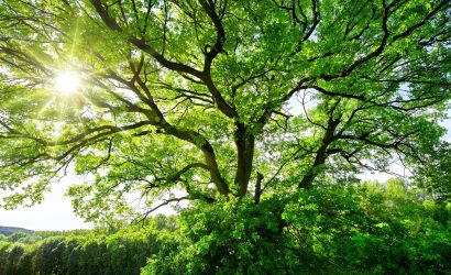 The,Sun,Brightly,Shines,Through,The,Crooked,Branches,Of,A