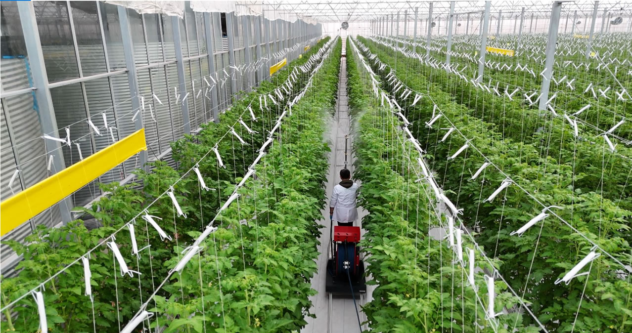 Biotrend Topraksız Cam Serada Yetişen Domatesleri İhraç Etmeye Başladı