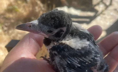 firat_edas_leylek_yavru