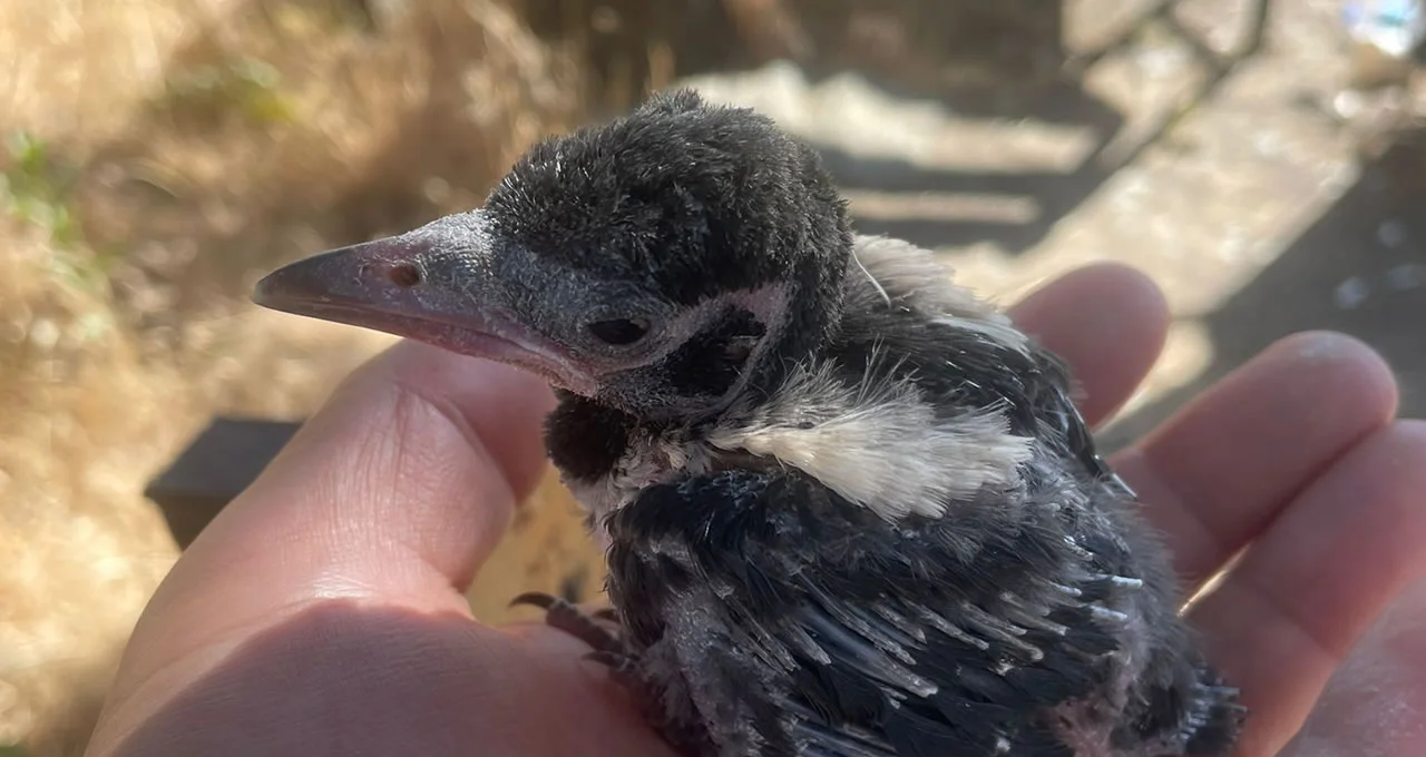 Fırat EDAŞ ’tan Doğaya Duyarlı Müdahale: Kuşlar Güvende