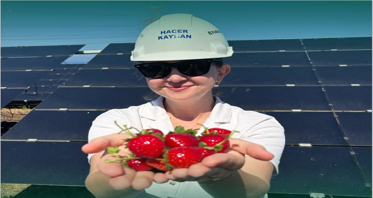 Enerjisa Üretim’den Agrivoltaik Tarımda İlk Hasat