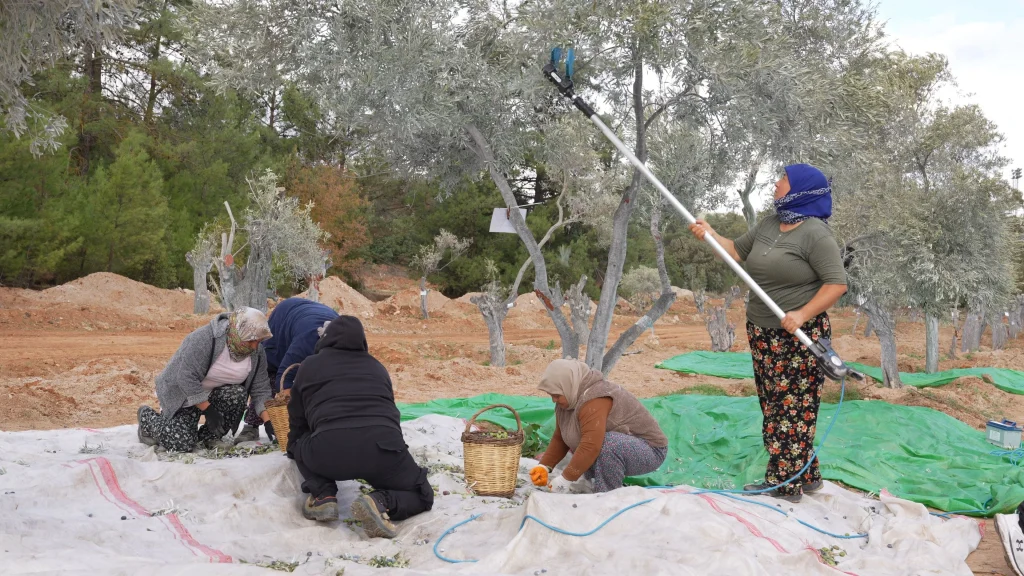 Tasinan_zeytinler_hasat_edildi