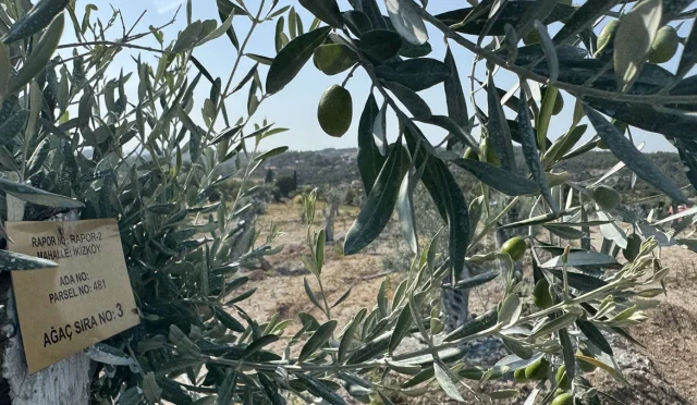 yk enerji zeytin agacı