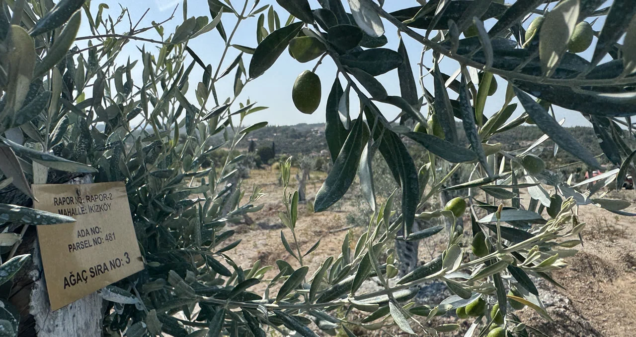 yk enerji zeytin agacı