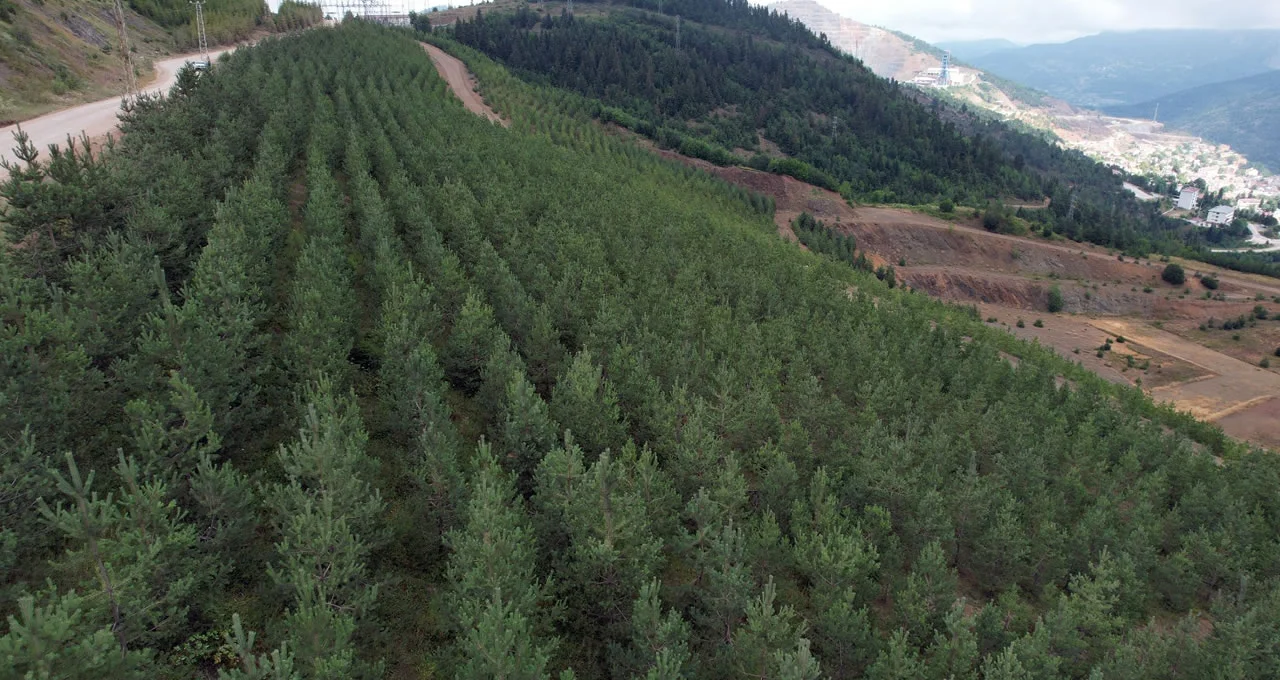 Eti Bakır_Kastamonu işletmesi Rehabilitasyon alanı